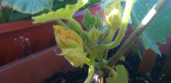 courgette in flower