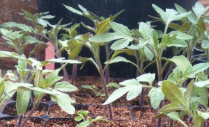These tomatoes have a bluish tinge to their leaves indicating they've depleted the nutrients in their potting soil.