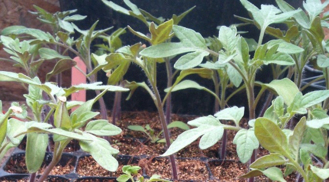 These tomatoes have a bluish tinge to their leaves indicating they've depleted the nutrients in their potting soil.
